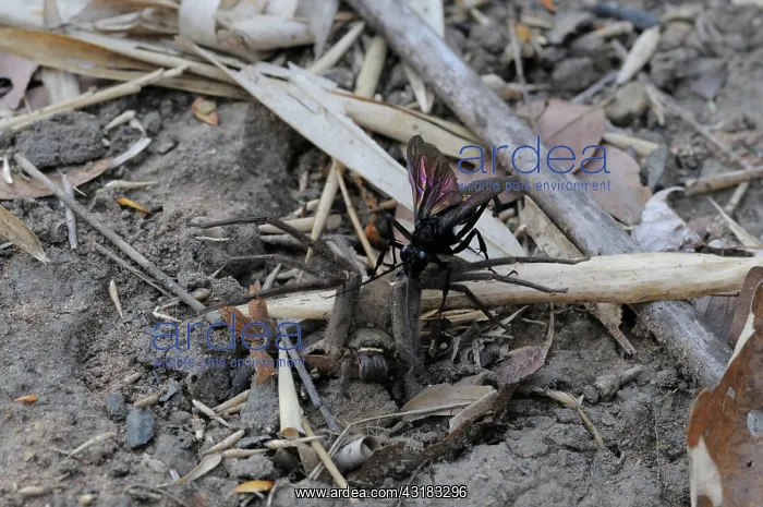 : Wasp with Prey : Wasp with Prey