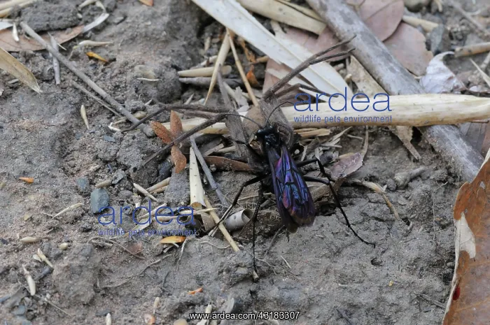 : Wasp with Prey : Wasp with Prey