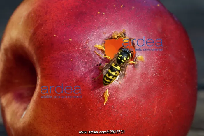  : Wasp - on red apple