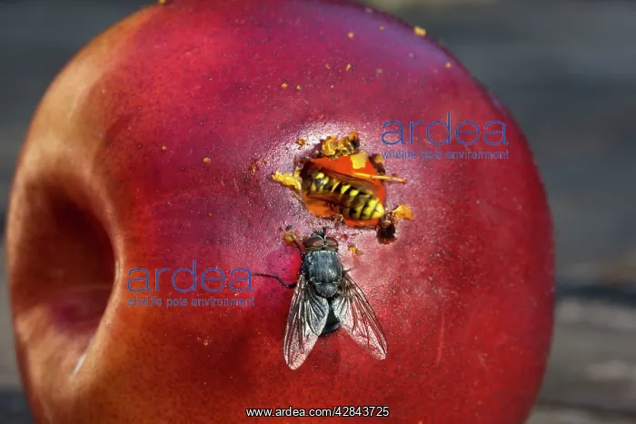  : Wasp - on red apple with fly