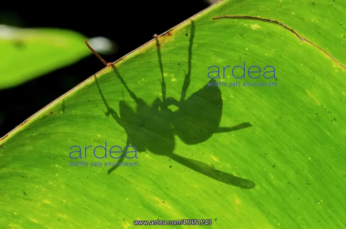 : Wasp shadow : Wasp shadow