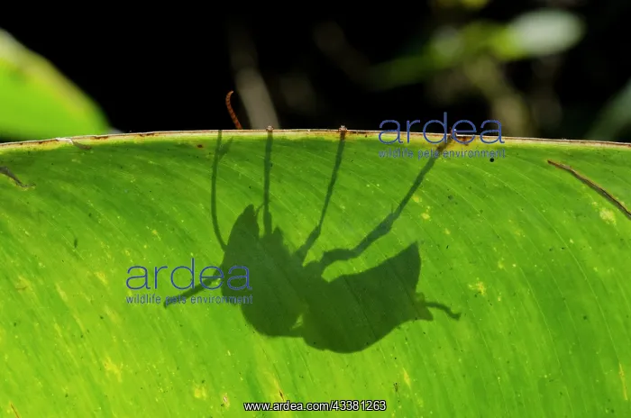 : Wasp shadow : Wasp shadow