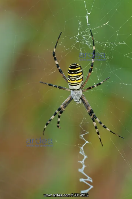 : Wasp Sider in the middle of its giant web : Wasp Sider in the middle of its giant web