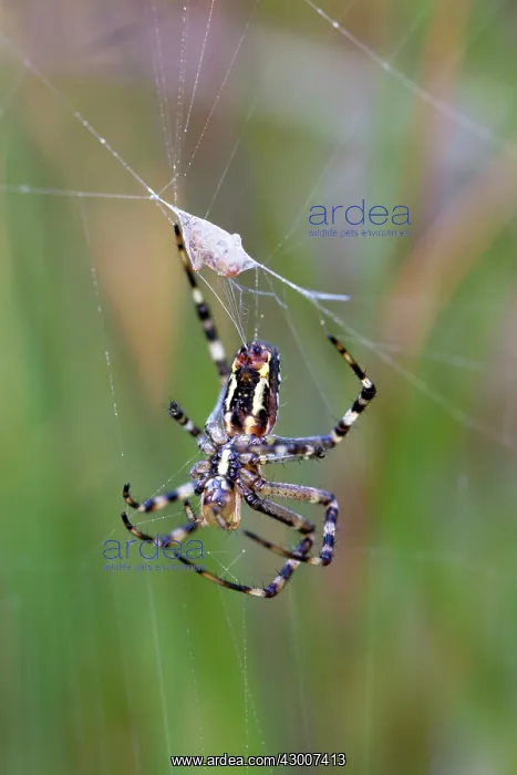 : Wasp Spider : Wasp Spider