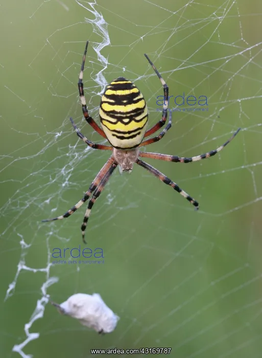  : Wasp Spider