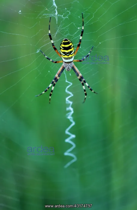 : Wasp spider - Arana Tigre (Argiope bruennichi) : Wasp spider - Arana Tigre (Argiope bruennichi)