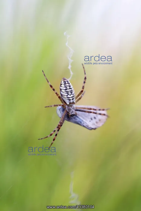 : Wasp spider (Argiope bruennichi), in web with silver-studded : Wasp spider (Argiope bruennichi), in web with silver-studded