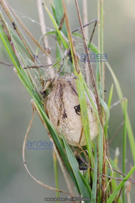 : Wasp spider (Argiope bruennichi), egg cocoon, North : Wasp spider (Argiope bruennichi), egg cocoon, North