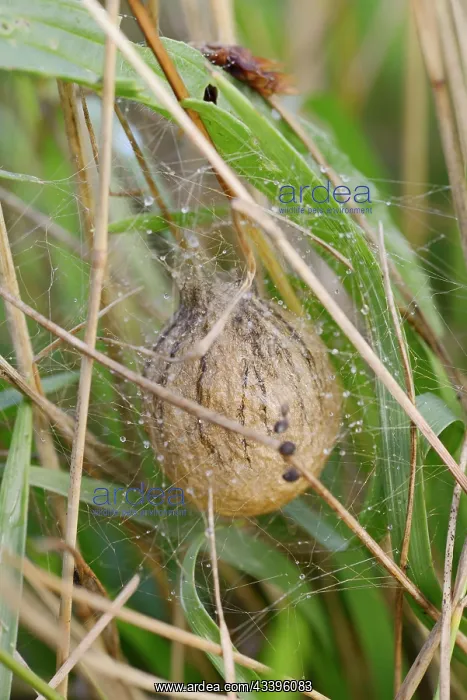 : Wasp spider (Argiope bruennichi), egg cocoon, North : Wasp spider (Argiope bruennichi), egg cocoon, North
