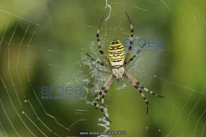 : Wasp spider (Argiope bruennichi) : Wasp spider (Argiope bruennichi)