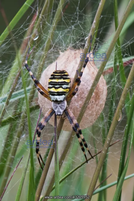 : Wasp spider (Argiope bruennichi), at the cocoon : Wasp spider (Argiope bruennichi), at the cocoon