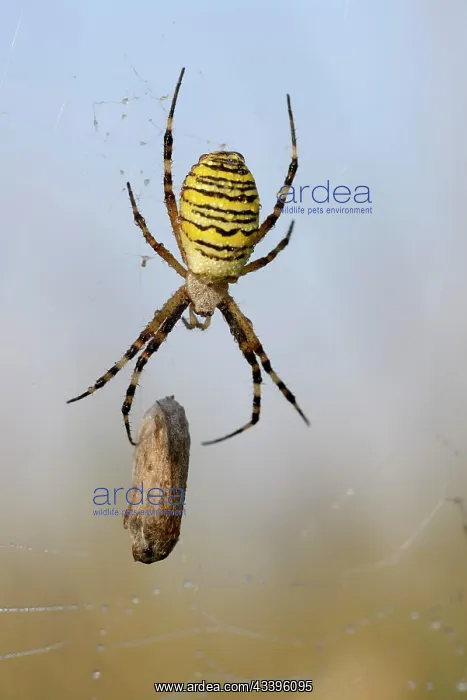: Wasp spider (Argiope bruennichi), female with prey : Wasp spider (Argiope bruennichi), female with prey