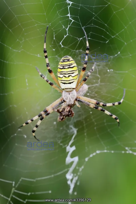 : Wasp spider (Argiope bruennichi), female with prey : Wasp spider (Argiope bruennichi), female with prey