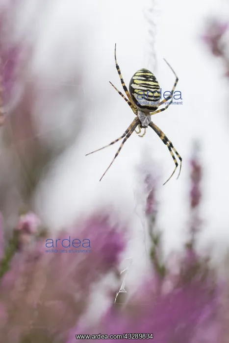 : Wasp Spider (Argiope bruennichi) female waiting : Wasp Spider (Argiope bruennichi) female waiting