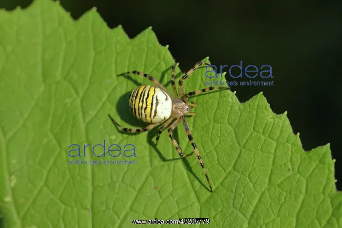 : Wasp spider (Argiope bruennichi), on a leaf, North : Wasp spider (Argiope bruennichi), on a leaf, North