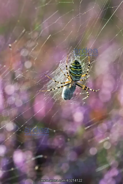 : Wasp spider (Argiope bruennichi) with prey in web : Wasp spider (Argiope bruennichi) with prey in web