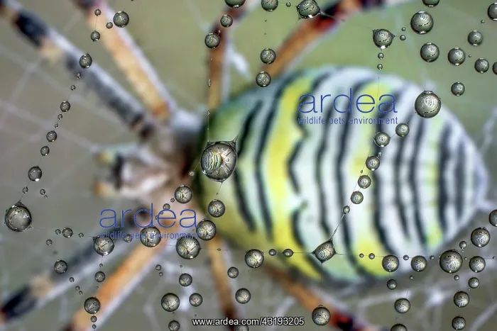 : Wasp spider (Argiope bruennichi) reflected inside : Wasp spider (Argiope bruennichi) reflected inside