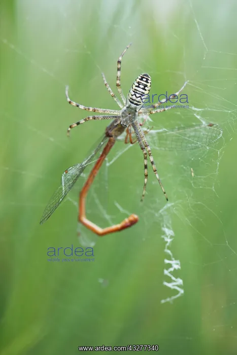 : Wasp spider (Argiope bruennichi) with small red : Wasp spider (Argiope bruennichi) with small red