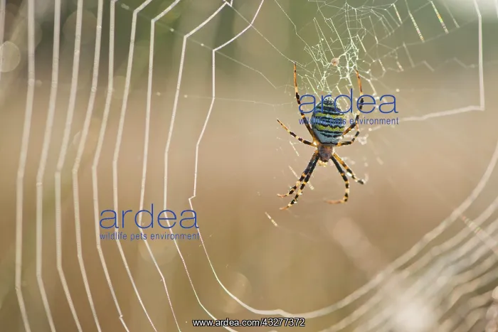 : Wasp Spider (Argiope bruennichi), in spider web : Wasp Spider (Argiope bruennichi), in spider web