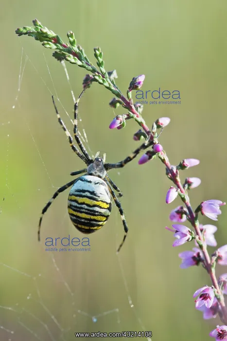 : Wasp spider (Argiope bruennichi) in web, Emsland : Wasp spider (Argiope bruennichi) in web, Emsland
