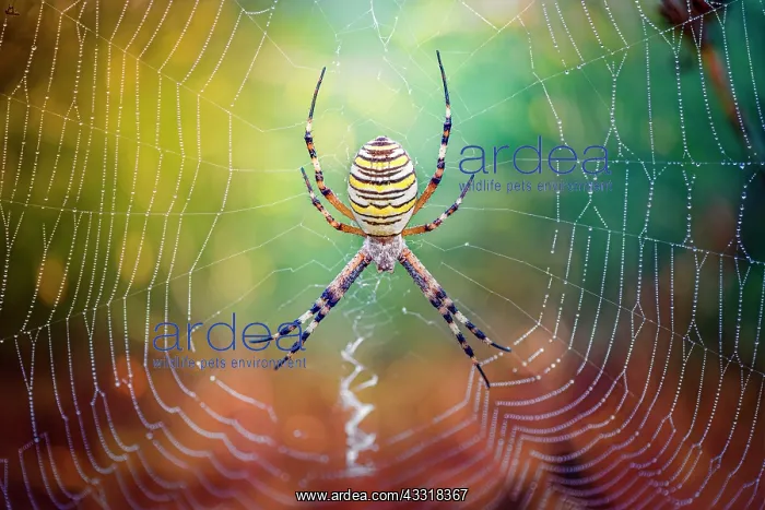 : Wasp spider (Argiope bruennichi) on its web, vie : Wasp spider (Argiope bruennichi) on its web, vie
