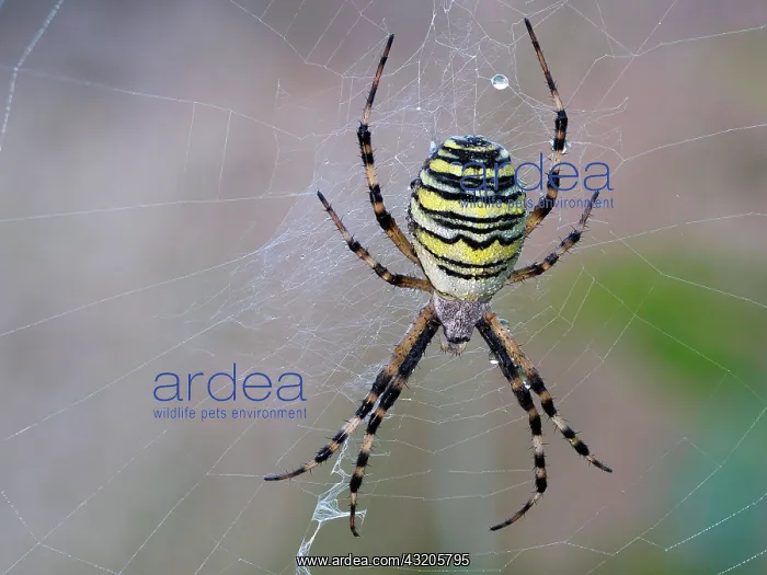 : Wasp spider (Argiope bruennichi) or zebra spider : Wasp spider (Argiope bruennichi) or zebra spider