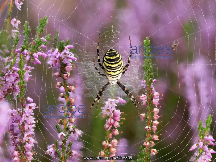 : Wasp spider (Argiope bruennichi) or zebra spider : Wasp spider (Argiope bruennichi) or zebra spider