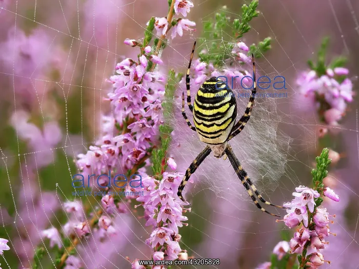: Wasp spider (Argiope bruennichi) or zebra spider : Wasp spider (Argiope bruennichi) or zebra spider