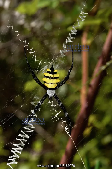 : Wasp spider (Argiope coquereli) on his web, Andasibe : Wasp spider (Argiope coquereli) on his web, Andasibe