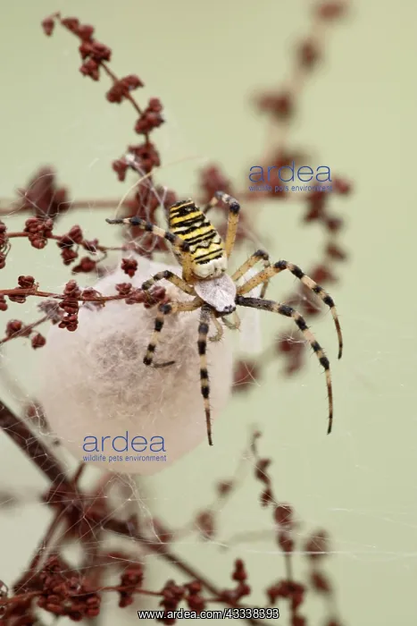 : Wasp Spider - by cocoon : Wasp Spider - by cocoon