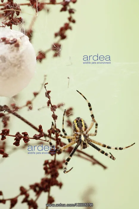 : Wasp Spider - by cocoon : Wasp Spider - by cocoon