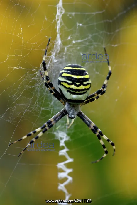 : Wasp Spider - female in web showing zig-zag pattern : Wasp Spider - female in web showing zig-zag pattern