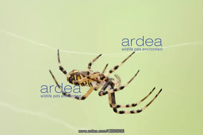 : Wasp Spider - walking on web : Wasp Spider - walking on web