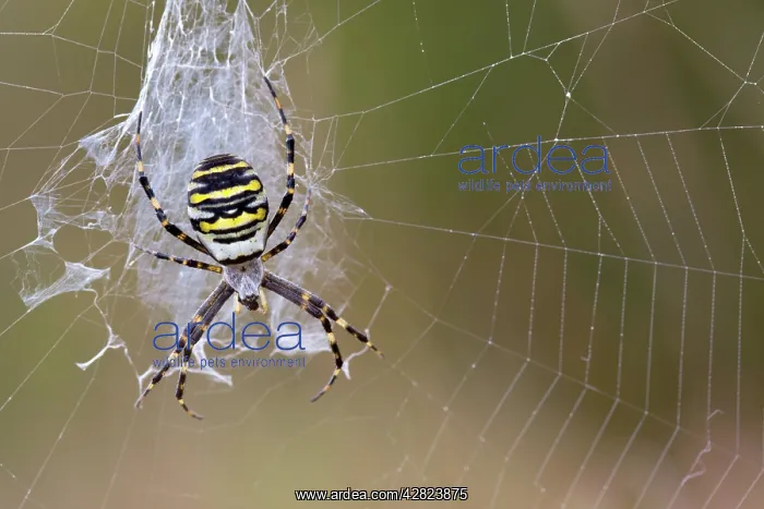 : Wasp Spider - in web : Wasp Spider - in web