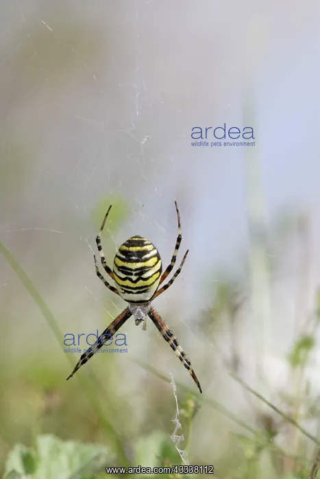 : Wasp Spider - in web : Wasp Spider - in web