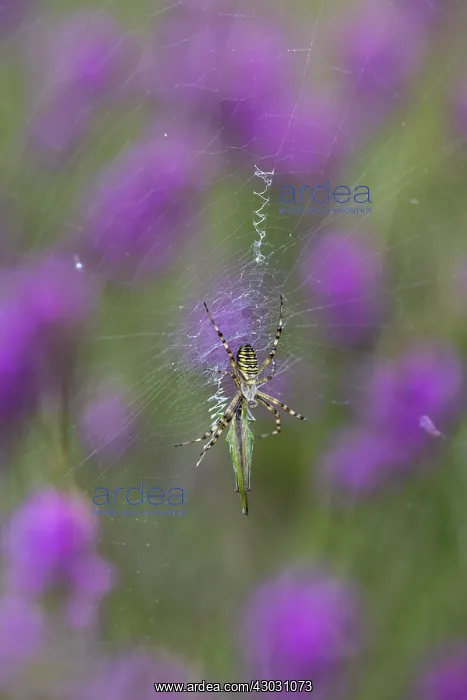 : Wasp Spider - on Web - Cornwall - UK : Wasp Spider - on Web - Cornwall - UK