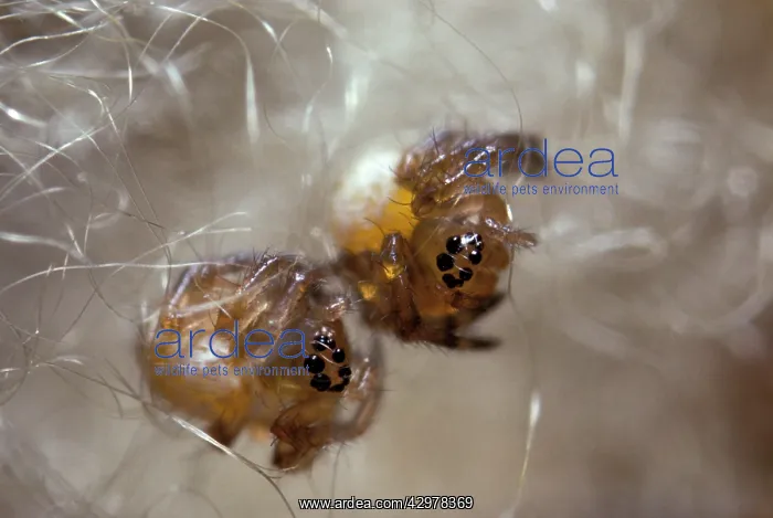 : Wasp Spider - young spiders in cocoon's silk : Wasp Spider - young spiders in cocoon's silk