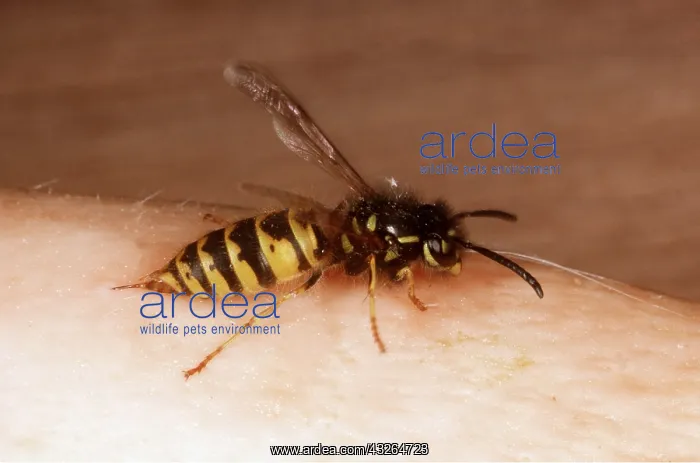  : WASP - stinging