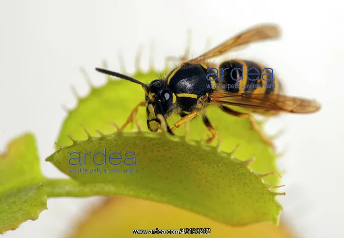 : Wasp (vespinae), in Venus trap, Germany, Europe : Wasp (vespinae), in Venus trap, Germany, Europe