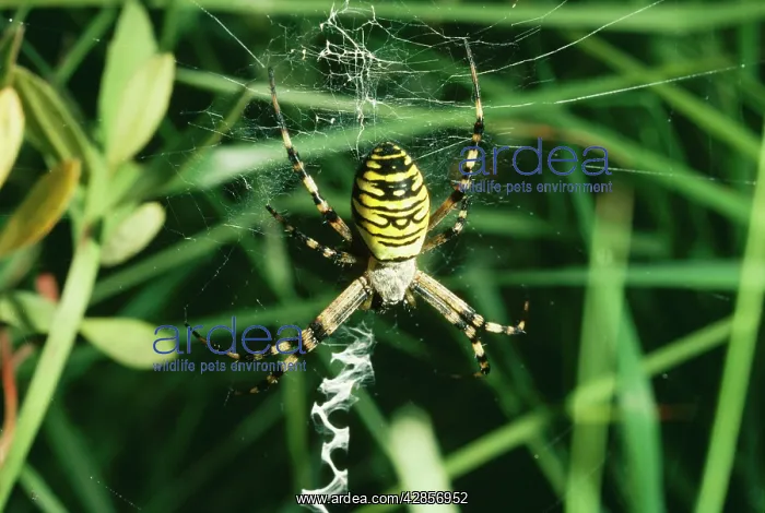  : Wasp  /  Zebra  /  Tiger SPIDER - female on web
