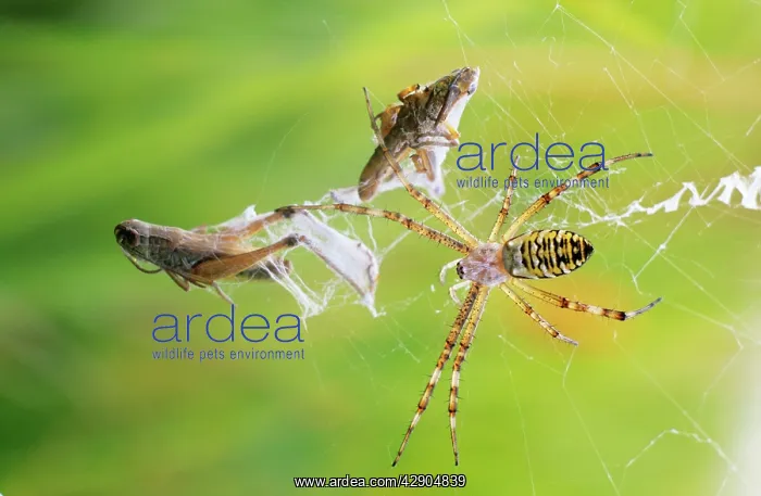: Wasp / Zebra / Tiger SPIDER - female in web, wrapping : Wasp / Zebra / Tiger SPIDER - female in web, wrapping