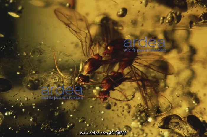 : Wasps in Amber : Wasps in Amber