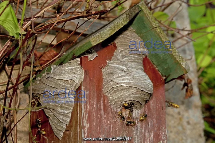: Wasps - building nest on disused nest box : Wasps - building nest on disused nest box