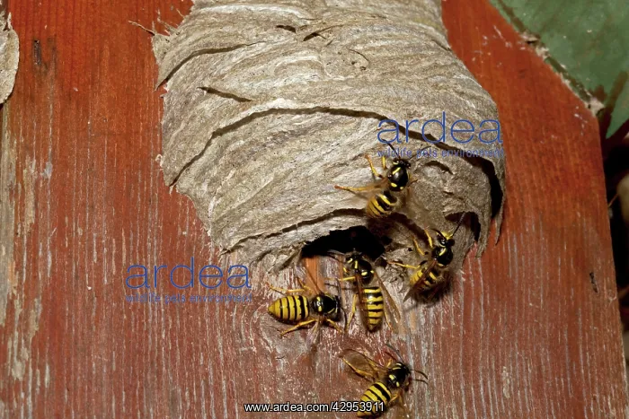 : Wasps building nest in disused nesting box : Wasps building nest in disused nesting box