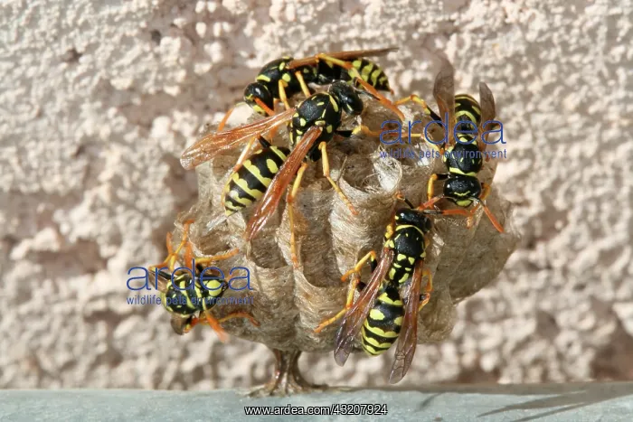 : Wasps building their nests : Wasps building their nests