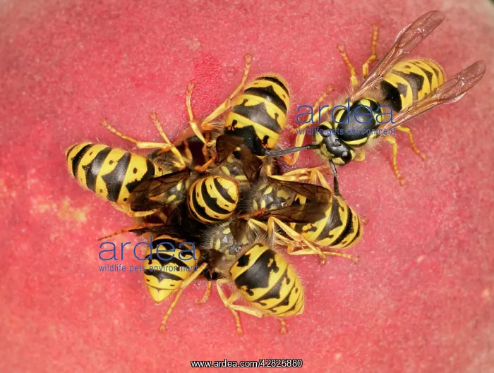 : Wasps - Cluster feeding on peach : Wasps - Cluster feeding on peach