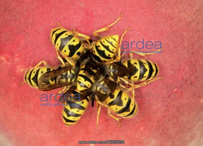 : Wasps - Cluster feeding on peach : Wasps - Cluster feeding on peach