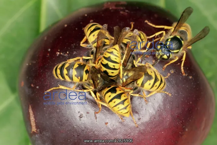 : Wasps - Cluster feeding on plum : Wasps - Cluster feeding on plum