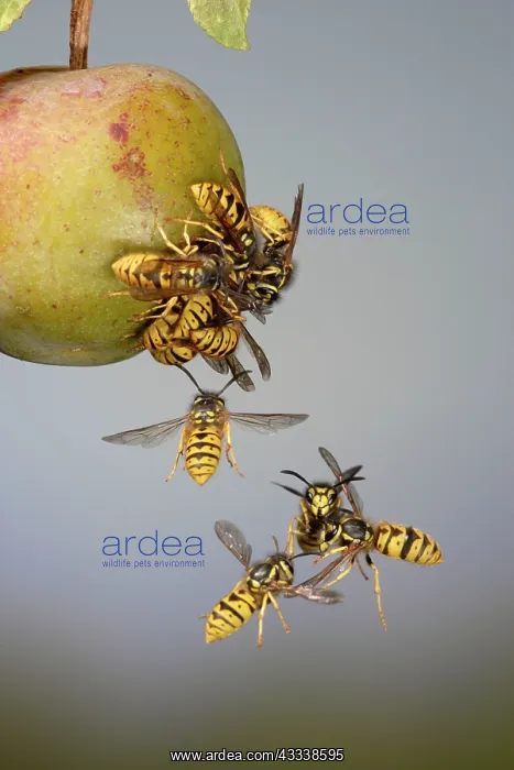 : Wasps - mostly Common Wasp - fighting around a greengage : Wasps - mostly Common Wasp - fighting around a greengage