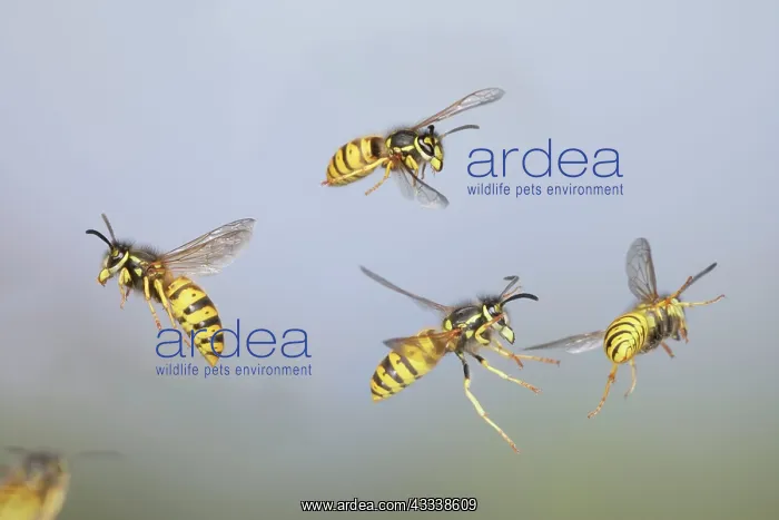 : Wasps - Common Wasps in flight : Wasps - Common Wasps in flight